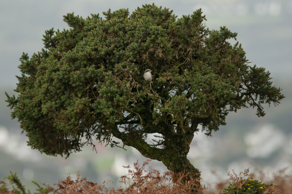 Lesser Grey Shrike